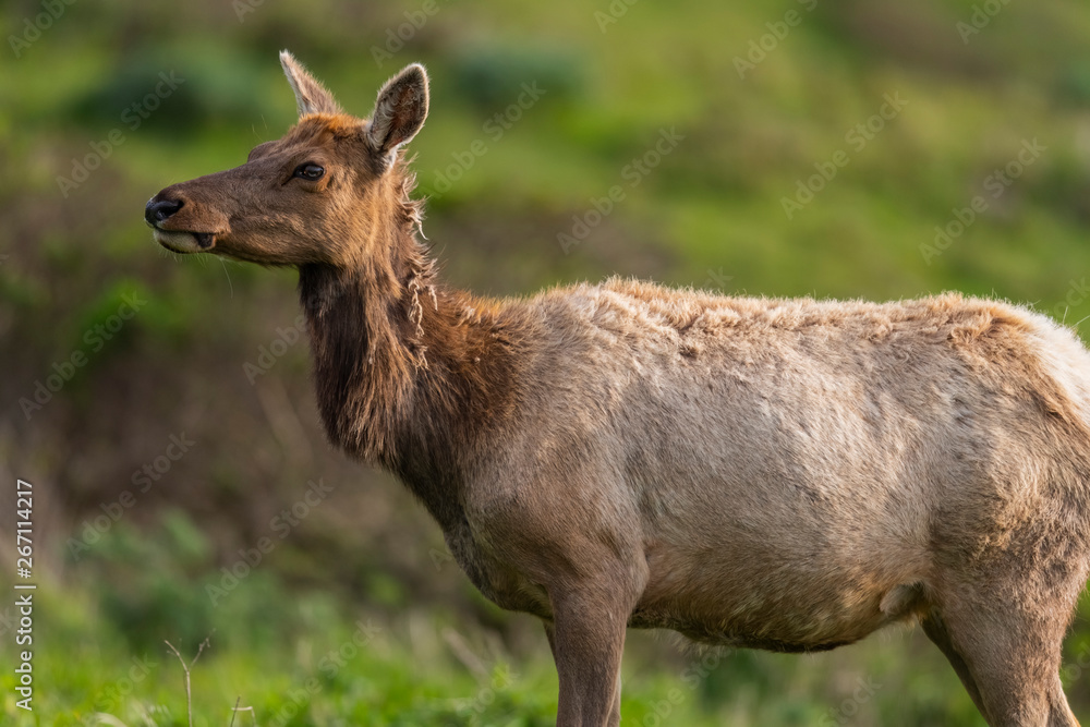 Tule elk (Cervus canadensis nannodes), Point Reyes National Seashore, Marin, California Tule elk (Cervus canadensis nannodes), Point Reyes National Seashore, Marin, California