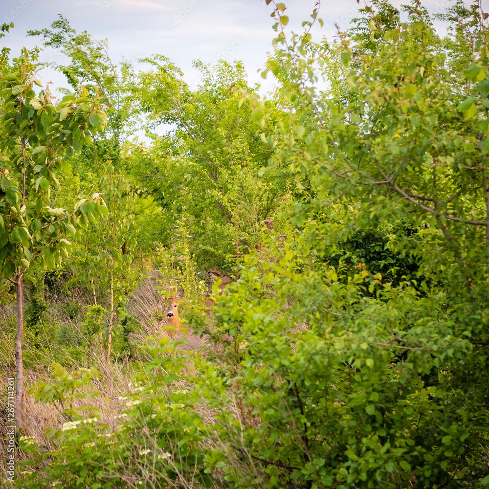 Fototapeta premium Deer in the woods