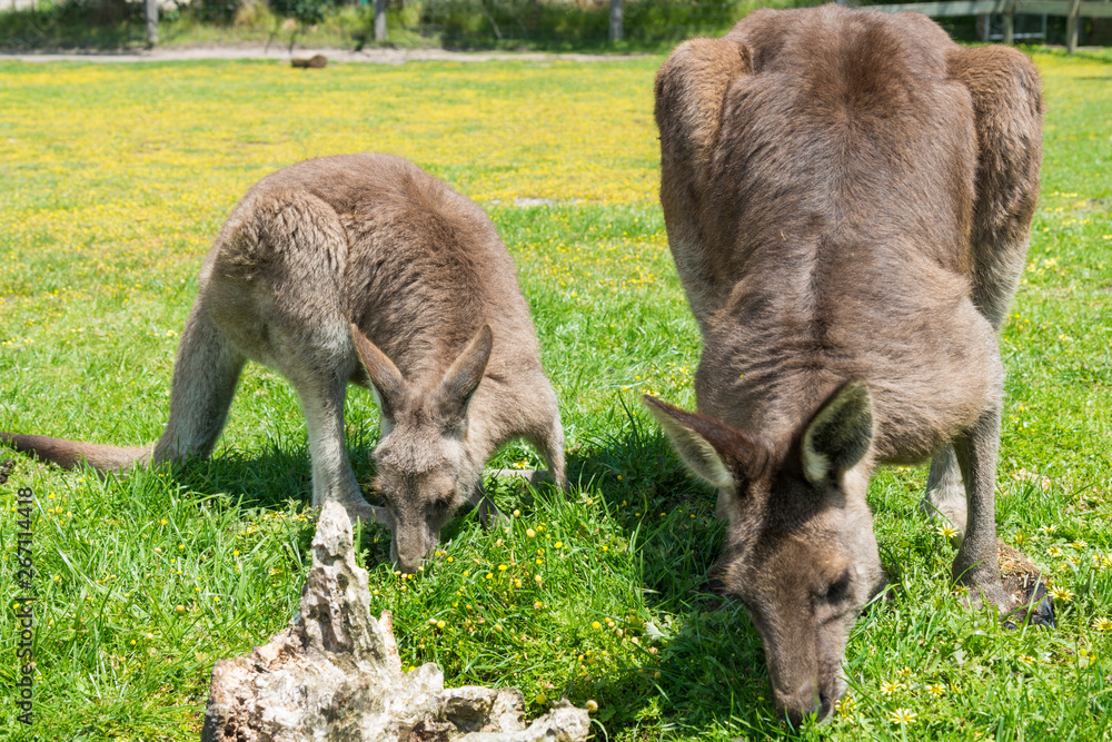 Kangaroo in nature Kangaroo in nature
