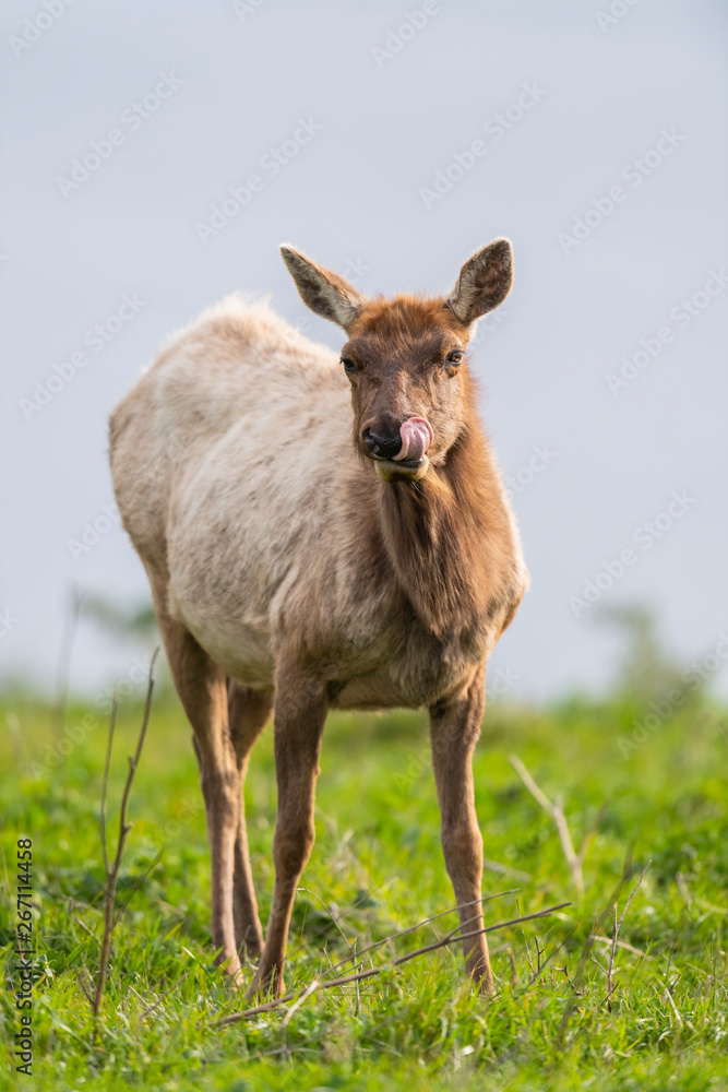 Fototapeta premium Tule elk (Cervus canadensis nannodes), Point Reyes National Seashore, Marin, California