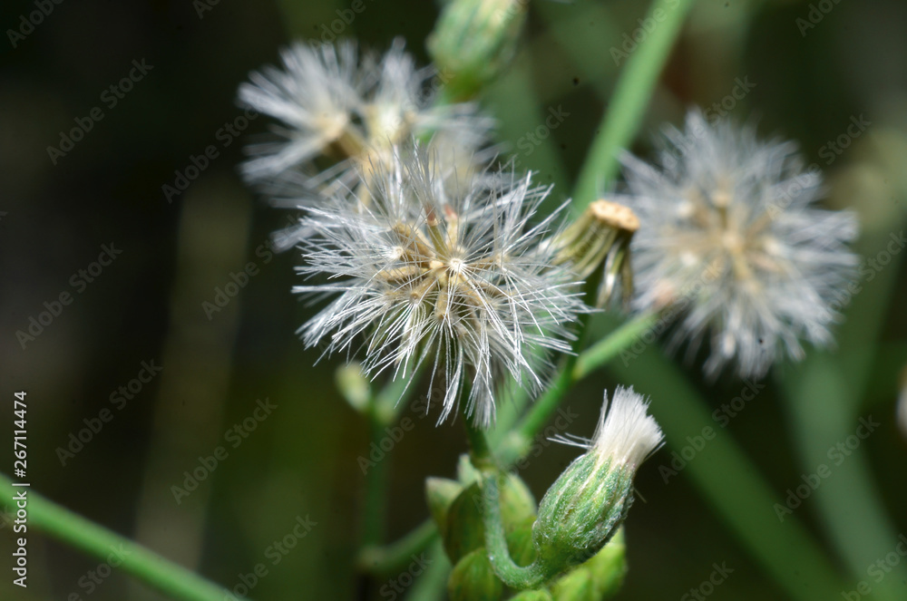 Flowers are white, like sunflowers with very small sizes of green stems Flowers are white, like sunflowers with very small sizes of green stems