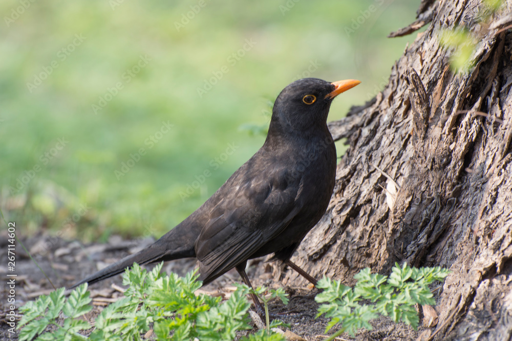 Obraz premium Common Blackbird (Turdus merula)