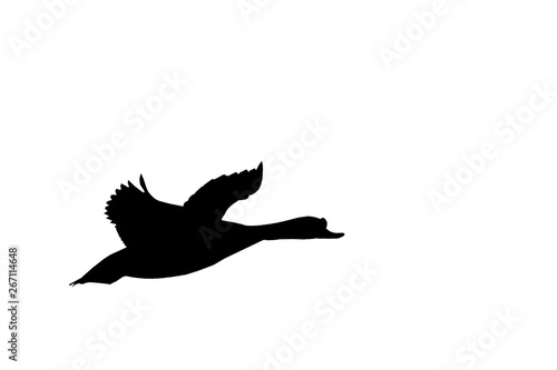 Black silhouette of duck on a white background. Isolated