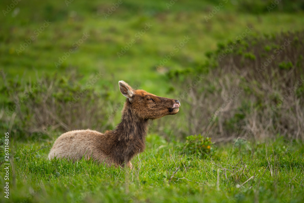 Tule elk (Cervus canadensis nannodes), Point Reyes National Seashore, Marin, California Tule elk (Cervus canadensis nannodes), Point Reyes National Seashore, Marin, California
