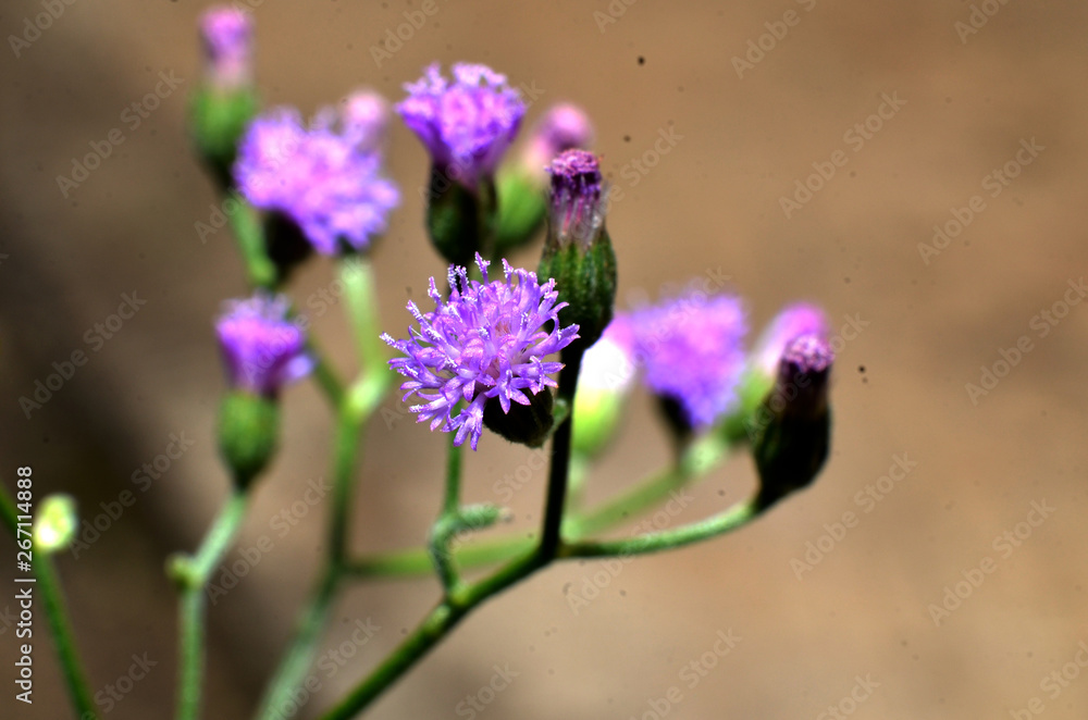 Flowers are purple, like sunflowers with very small sizes of green stems Flowers are purple, like sunflowers with very small sizes of green stems