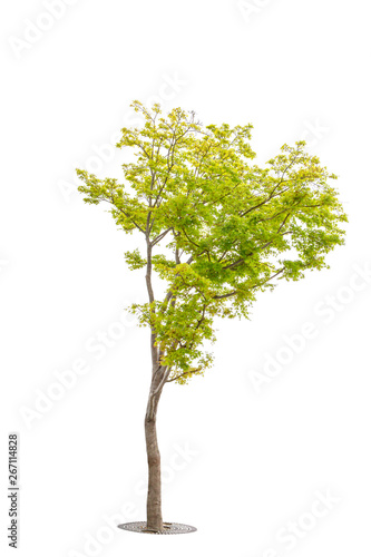 Single Green tree at Kyoto Japan on white background
