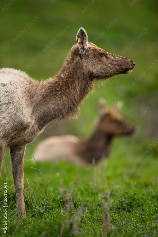 Tule elk (Cervus canadensis nannodes), Point Reyes National Seashore, Marin, California Tule elk (Cervus canadensis nannodes), Point Reyes National Seashore, Marin, California