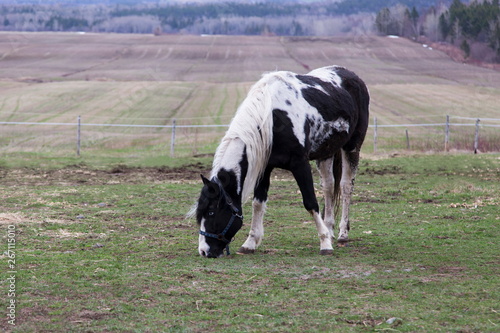 Side view of piebald horse with blue eye feeding in field during grey spring morning, Cacouna, Quebec, Canada © Anne Richard