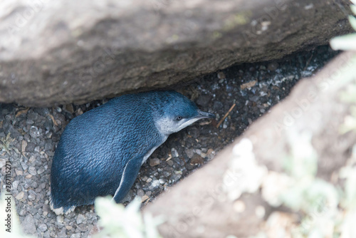 Little Penguin in Melbourne