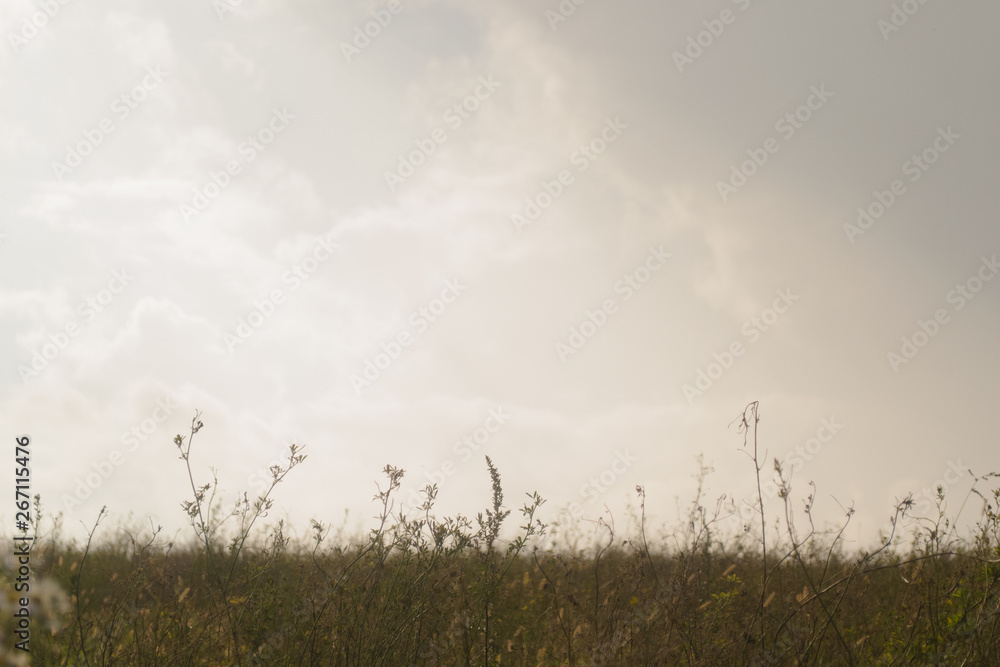 morning in the field