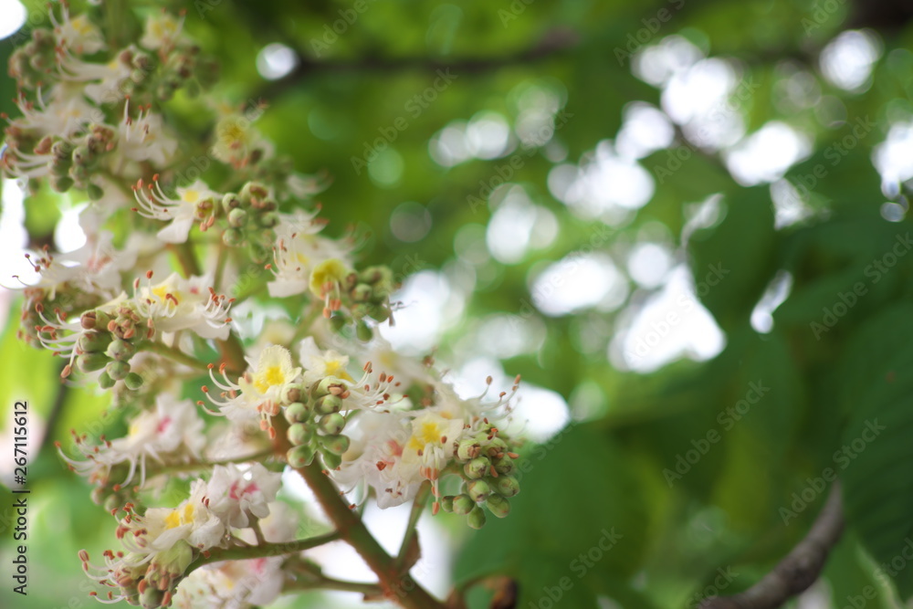 chestnut blossoming