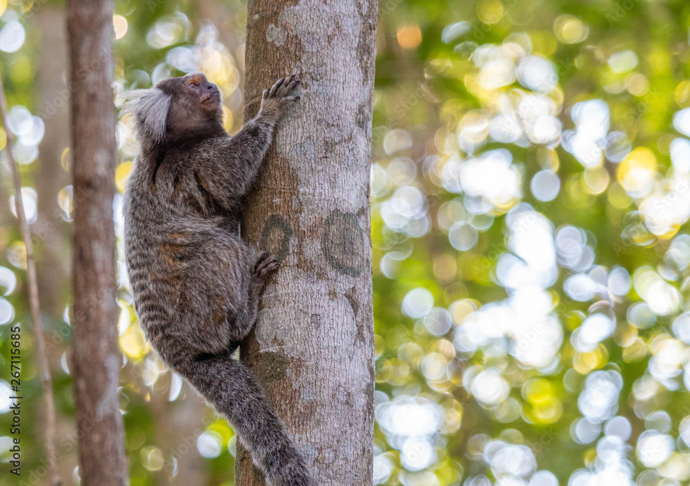 Marmoset on top of a tree on Sugar Loaf trail Marmoset on top of a tree on Sugar Loaf trail