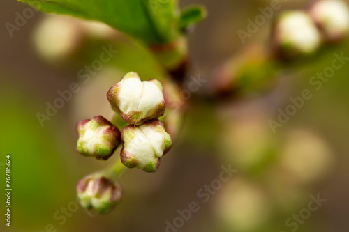 Unopened buds of cherry (Prunus subg. Cerasus) on a blurred background. Macro.