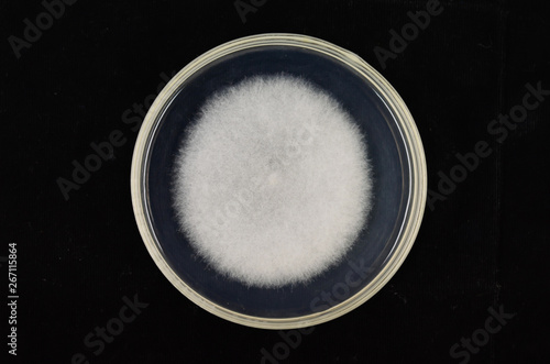 Beautiful colonies of Rhizopus oryzae  growing on agar plate