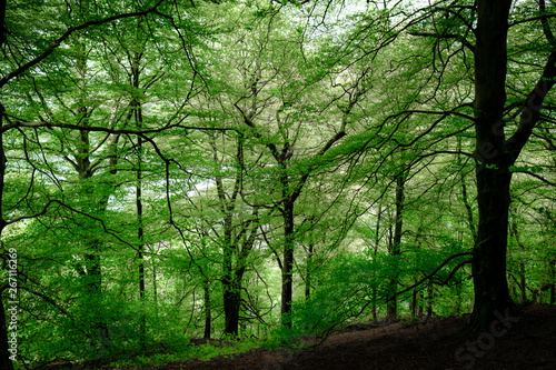 Beech Tree Woodland