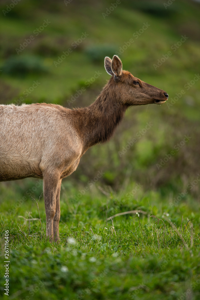 Tule elk (Cervus canadensis nannodes), Point Reyes National Seashore, Marin, California Tule elk (Cervus canadensis nannodes), Point Reyes National Seashore, Marin, California