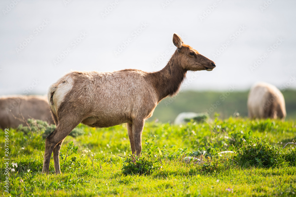 Fototapeta premium Tule elk (Cervus canadensis nannodes), Point Reyes National Seashore, Marin, California