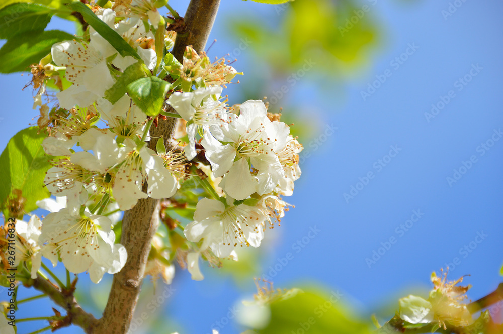 Obraz premium cherry tree