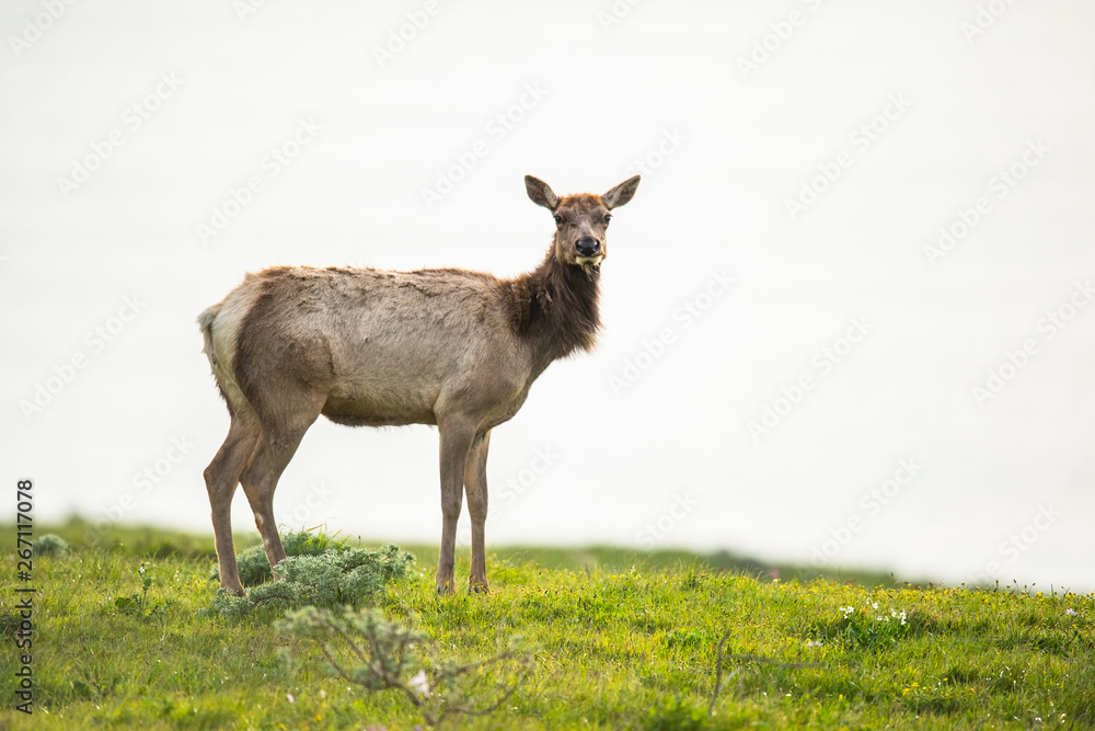 Tule elk (Cervus canadensis nannodes), Point Reyes National Seashore, Marin, California Tule elk (Cervus canadensis nannodes), Point Reyes National Seashore, Marin, California
