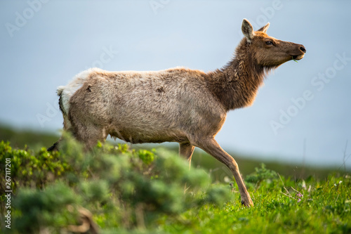 Tule elk (Cervus canadensis nannodes), Point Reyes National Seashore, Marin, California