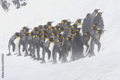 Tableau sur toile King penguins huddled against the blowing snow on South Georgia Island