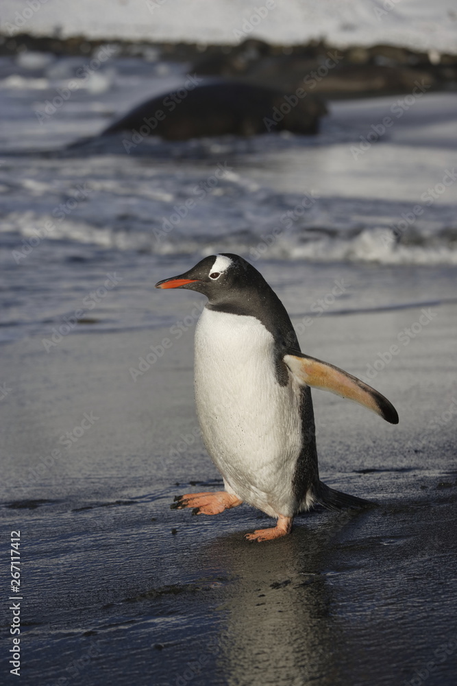 Naklejka premium Gentoo penguin walking on the beach on South Georgia Island