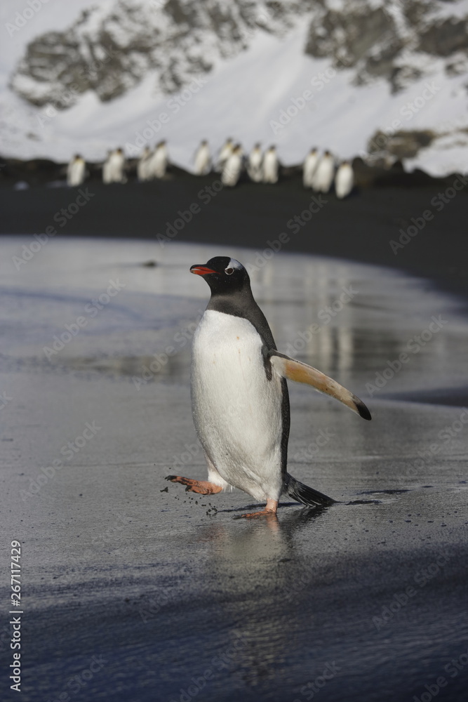 Naklejka premium Gentoo penguin heading toward the ocean as a group of others follow on South Georgia Island