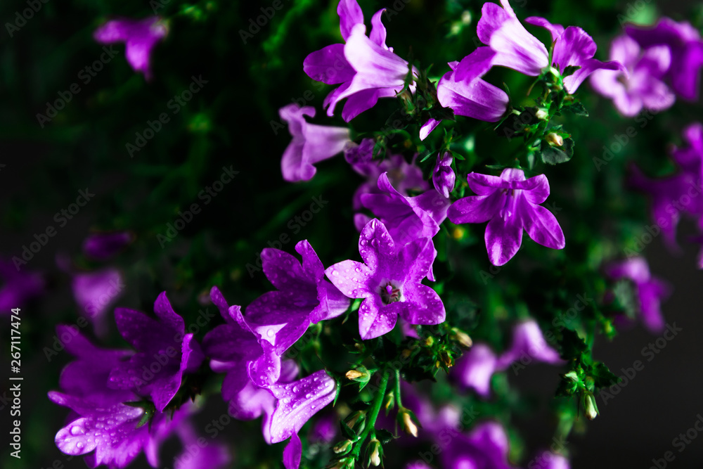Beautiful purple flower on black background