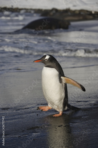 Gentoo penguin walking on the beach on South Georgia Island