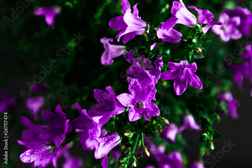 Beautiful purple flower on black background