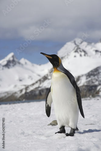 King penguin on South Georgia Island
