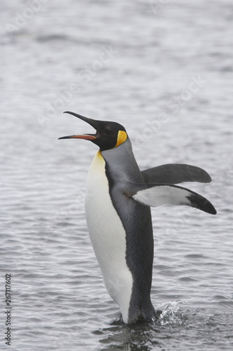 King penguin calling while crossing the snow on South Georgia Island