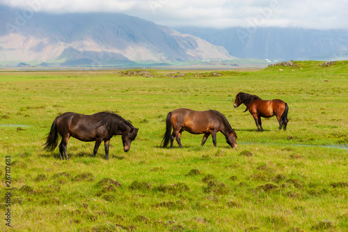 Iceland / Horses