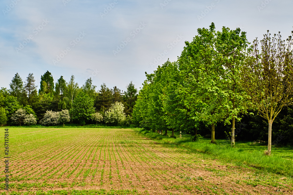 Obraz premium Green lines in field in spring