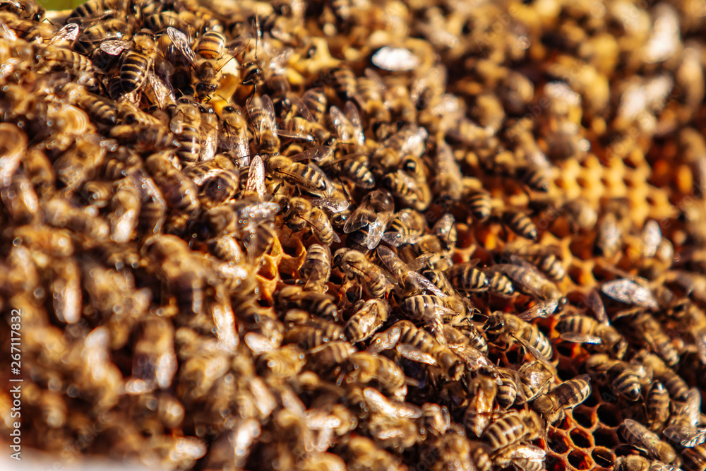 Bees on honeycomb. Bee larvae. Apiculture Apiary Bees on honeycomb. Bee larvae. Apiculture Apiary