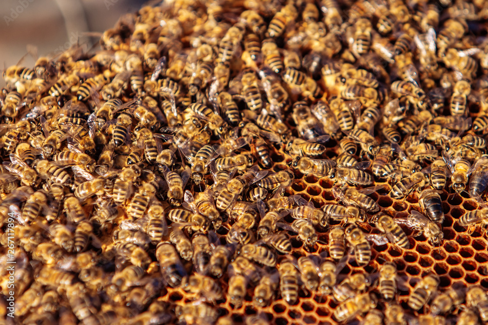 Honeycomb with honey and bees. Beekeeping Honeycomb with honey and bees. Beekeeping