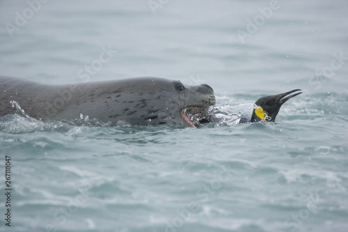 Leopard seal grabbing a king penguin to eat