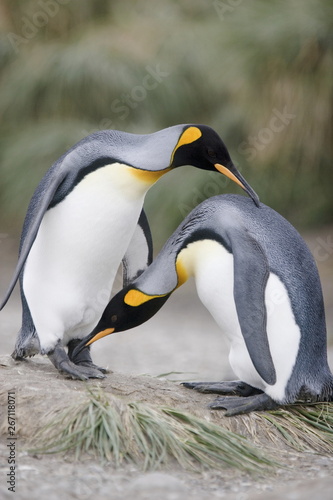 King penguins interact on South Georgia Island