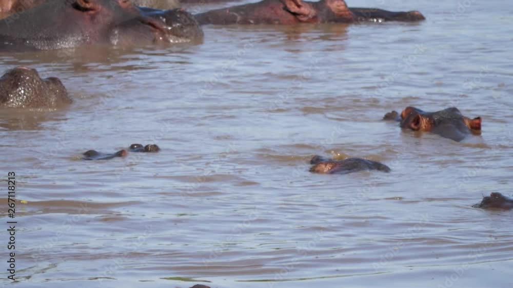 Funny Baby Hippos Play In The Water Of The Pond Diving And Biting Funny Baby Hippos Play In The Water Of The Pond Diving And Biting