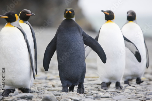 Melanistic king penguin with normal colored penguins nearby on South Georgia Island