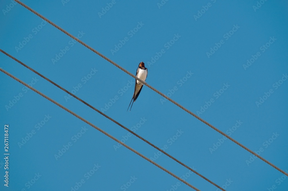 Swallow bird sitting on electric wire Swallow bird sitting on electric wire