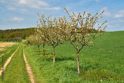 Row of beautifully blossomingtrees on a green lawn in springtime photo