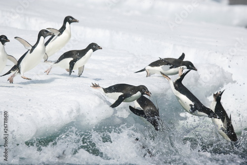 Adelie penguins rush off an iceberg in Antarctica