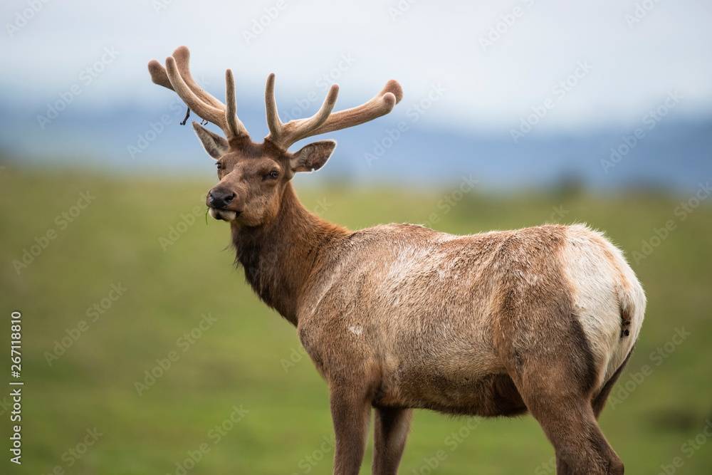 Tule elk (Cervus canadensis nannodes), Point Reyes National Seashore, Marin, California Tule elk (Cervus canadensis nannodes), Point Reyes National Seashore, Marin, California