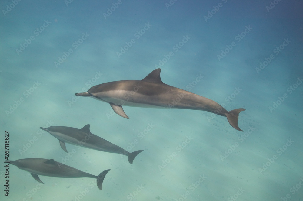 Fototapeta premium Bottle-nose dolphins underwater in the Bahamas