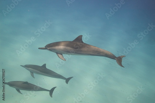 Bottle-nose dolphins underwater in the Bahamas
