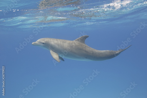 Bottle-nosed dolphin underwater © willtu