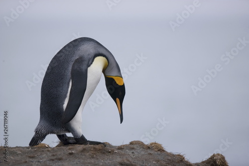 King penguin bowing on South Georgia Island