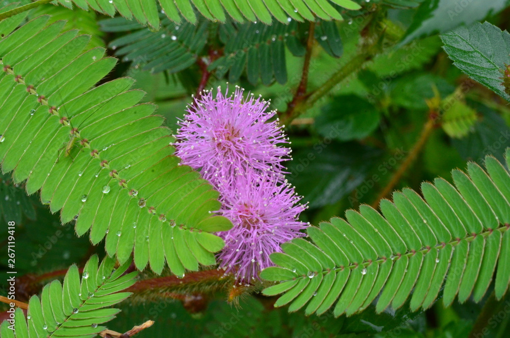 Floração violeta na Floresta Floração violeta na Floresta