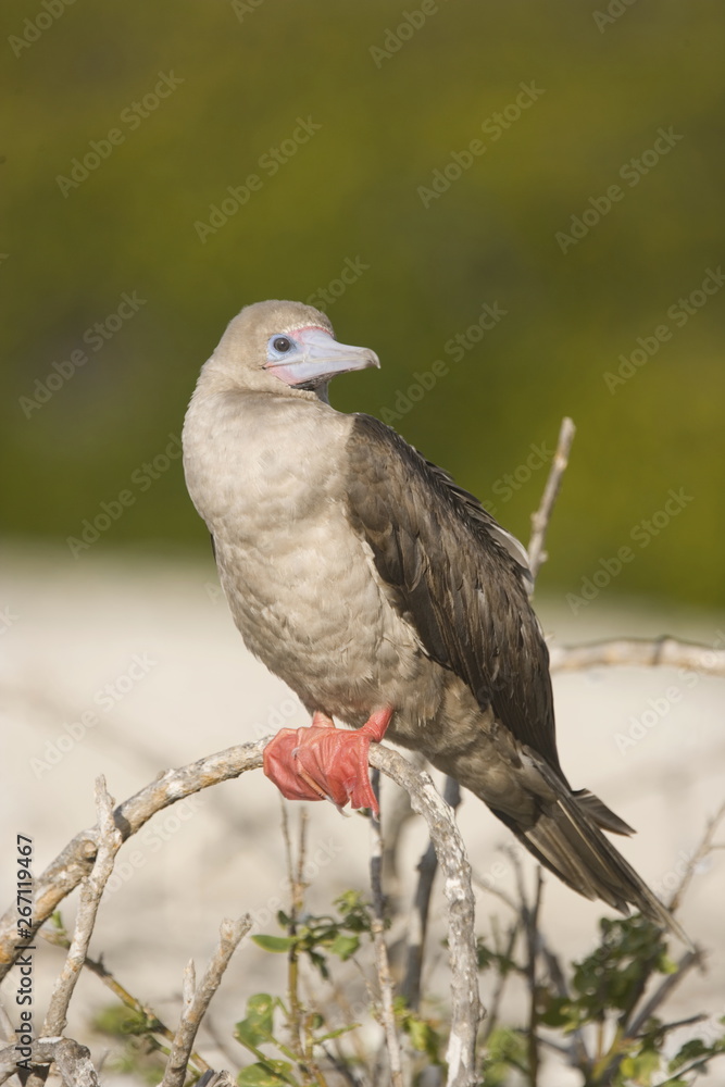 Red Footed booby perched in the Galapagos Islands Red Footed booby perched in the Galapagos Islands
